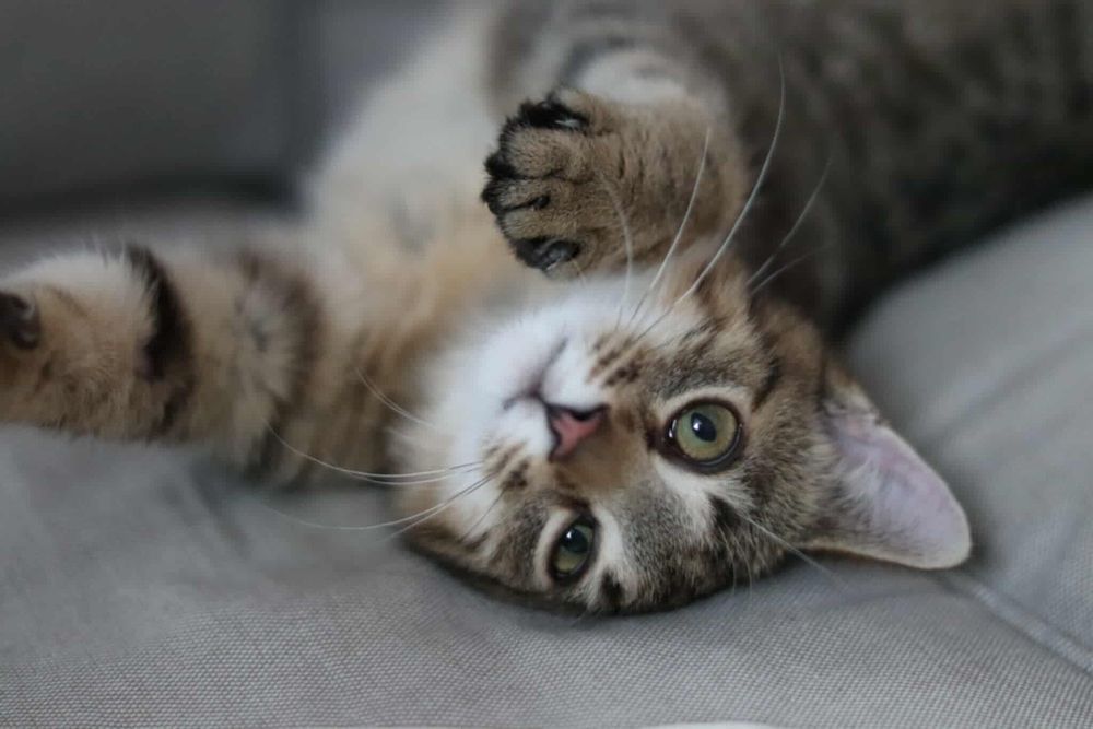 Szaraczek i Lisek - urocze maluchy szukają wspólnego domu