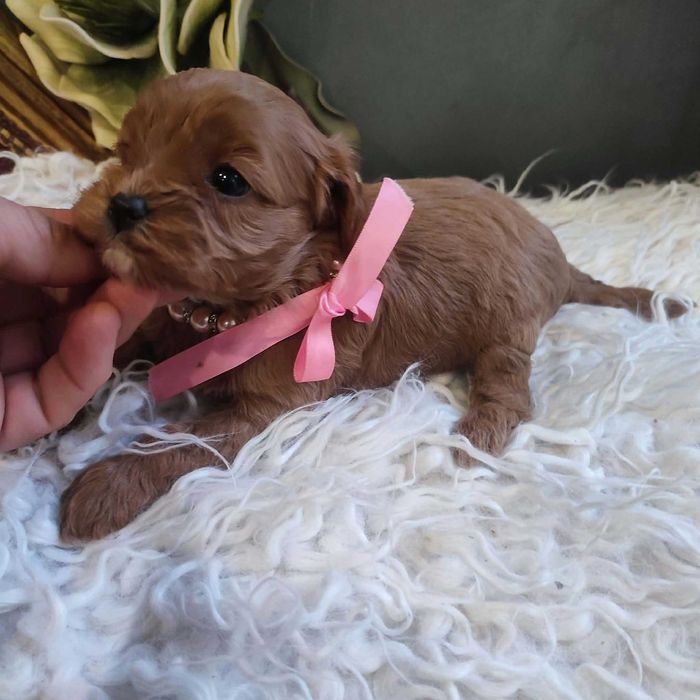 Cavapoo  - cude dziewczyny   do rezerwacji.