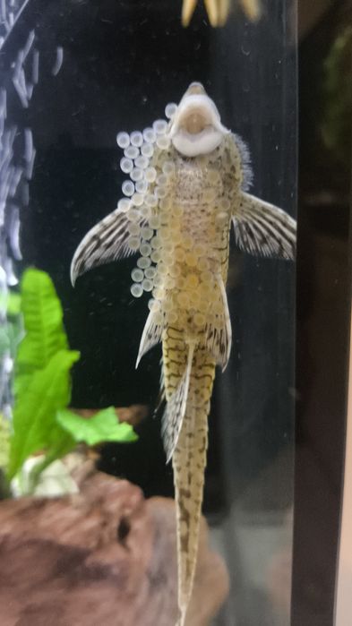 Sturisoma aureum dorosłe samce. WYSYŁKA