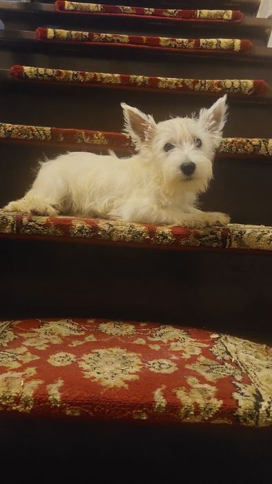 West Highland White Terrier