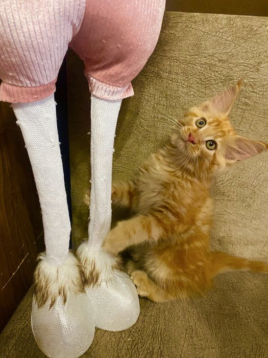 Кошечка породы Мейн-Кун