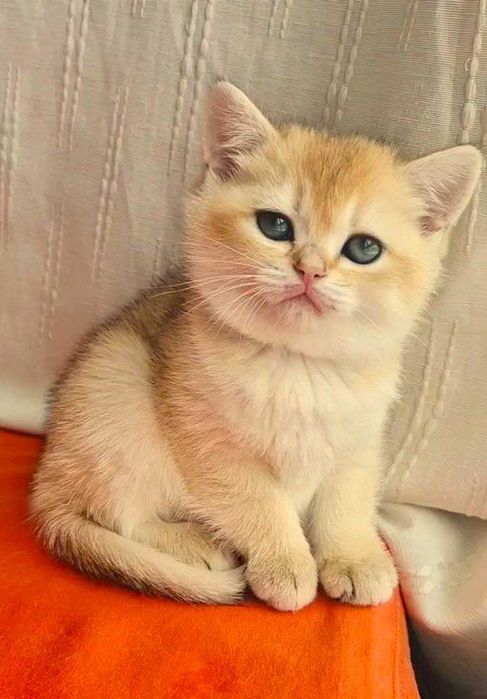 Шотландские котята (ЗОЛОТАЯ ШИНШИЛЛА)