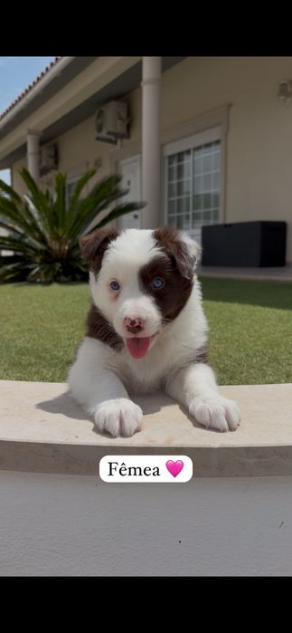 Border collie.. fêmea