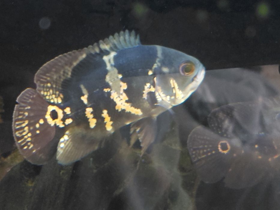 Venda peixes Óscar