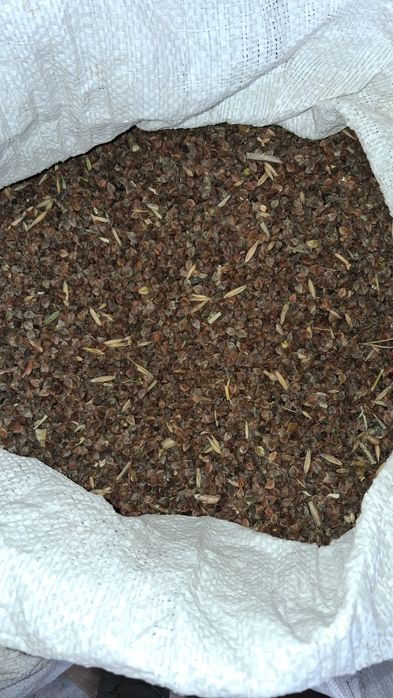 Гречка 2024 року