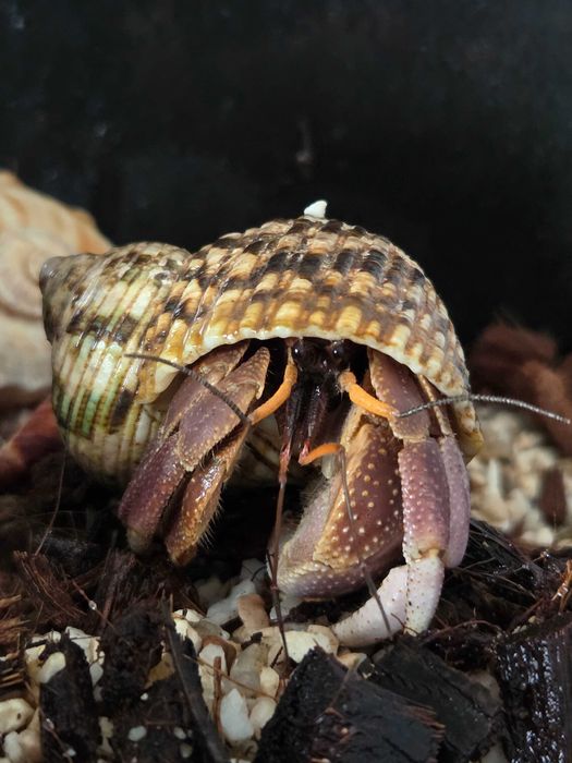 Krab pustelnik z terarium i akcesoriami