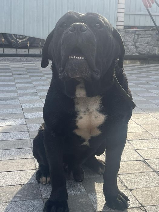 Кане корсу кабель мальчик вязка