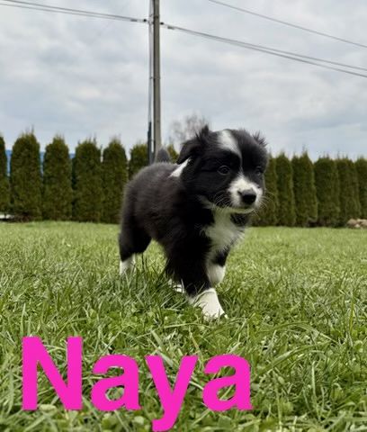 Border Collie - suczka