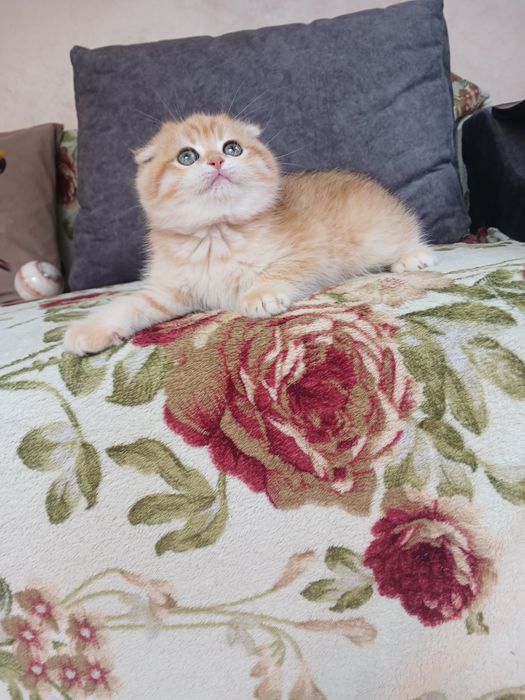 Золотая шиншилла. Вислоухий мальчик.