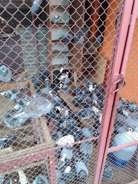 Gołębie garłacze,grube rzeszowskie,rysie,szały,StiPes-y