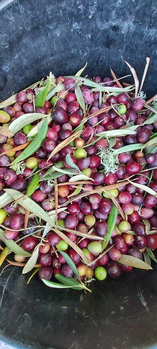 Terreno (Property) 24 Hect . Cortiça (Cork). Bx Alentejo. Algarve