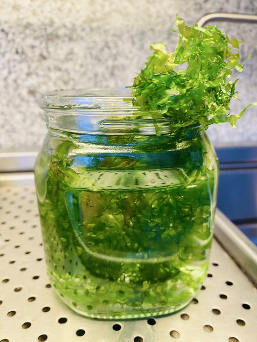 Musgo Pellia (Monosolenium tenerum) - Ideal para Troncos e Rochas