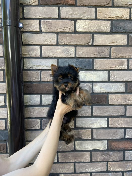 Дівчинка йорк стандарт