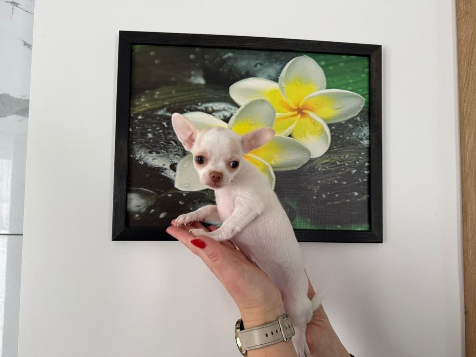 Chihuahua suczka szczenię