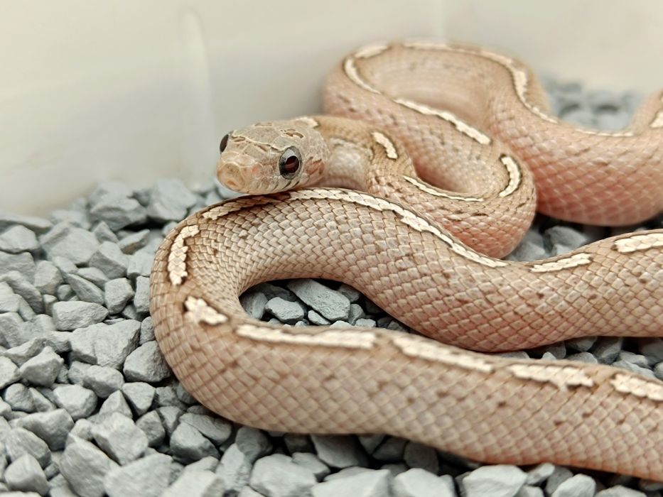 Wąż zbożowy / Granit low/medium white Pied Sided Tessera Motley?