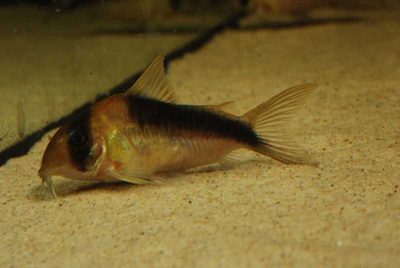 Kiryski CW106 Corydoras sp. 5-5,5cm WF odłów