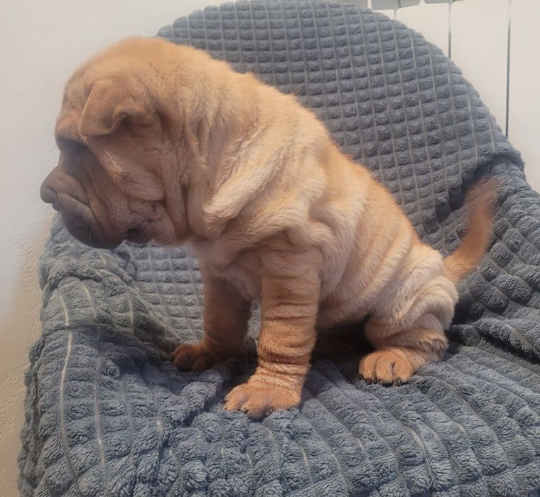 Sharpei bebé macho