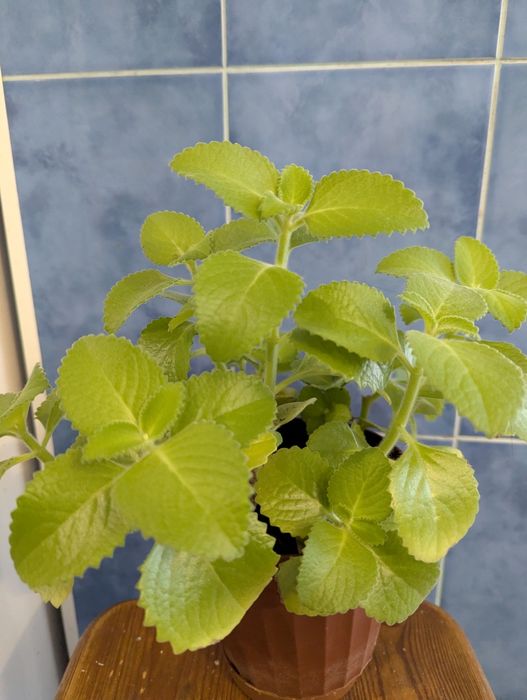 Квіти в горшках. Вазони від 100грн