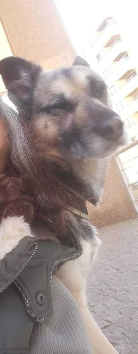 Sacha procura familia que lhe dê  muito amor