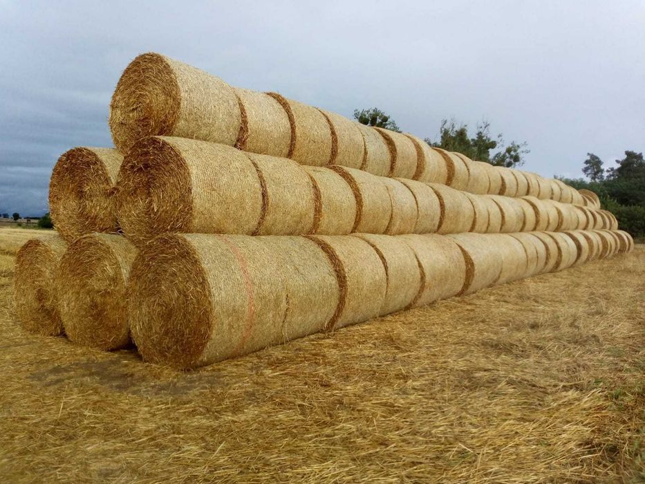 słoma żytnia baloty 150cm sprzedaż lub wymiana za obornik 313 balotów