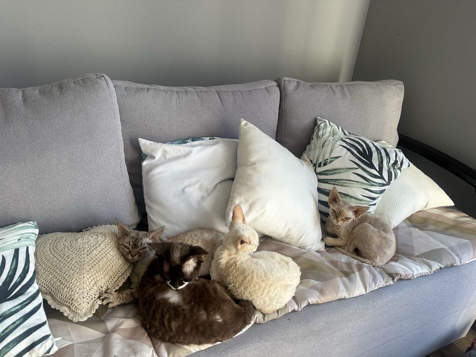 В разведение Devon Rex с Родословными