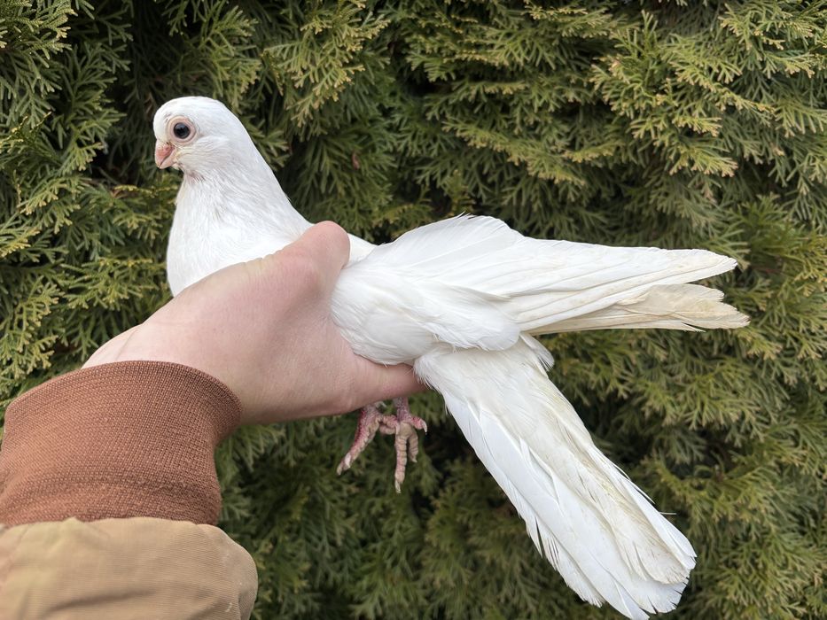 Golebie zamojskie krotkodzioby