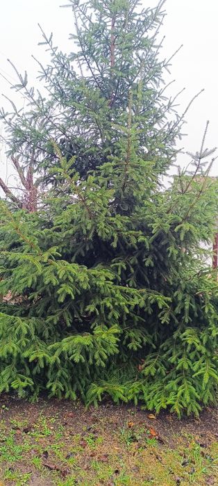 Продам ялинки живі