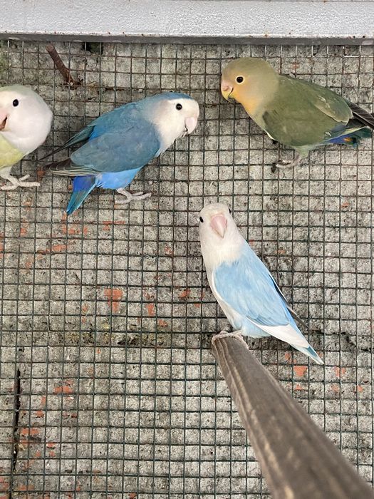 Casal de agapornis roseicollis