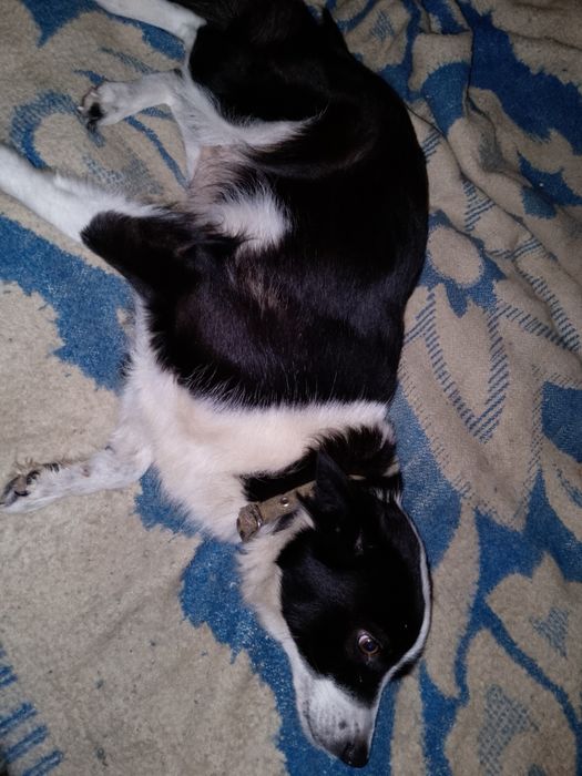 Отдамо в хороші руки маленьких цуциків.