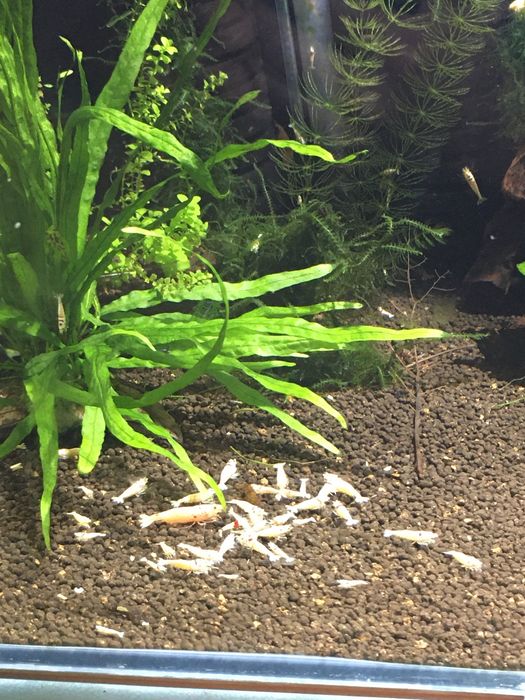 Krewetki caridina crystal red PRL