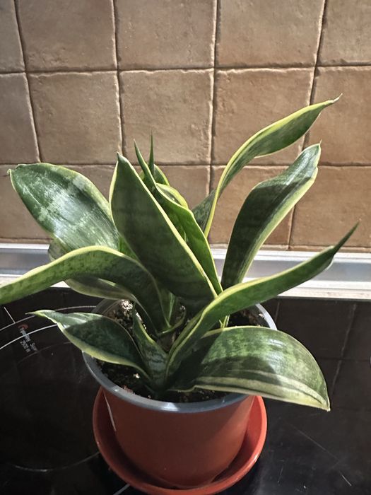 Сансевієрія варієгатна, домашня,