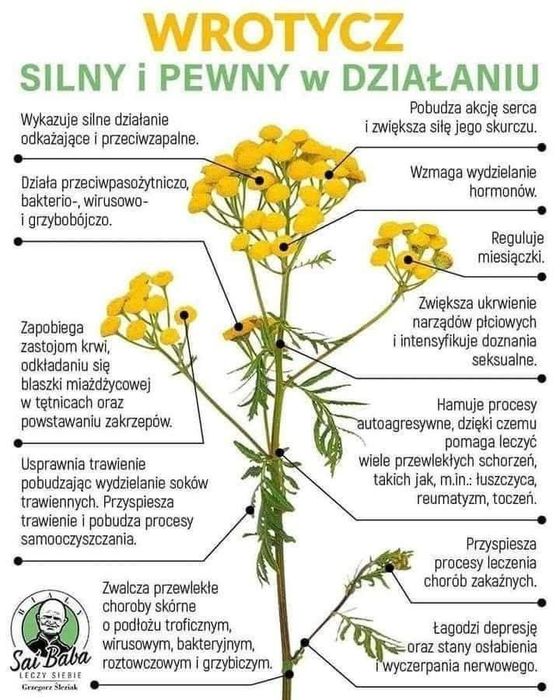Wrotycz 4 sadzonki