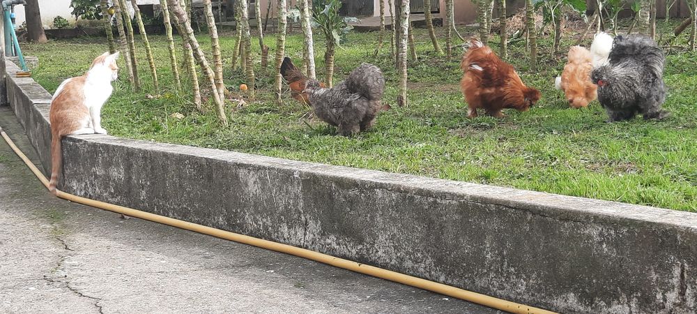 Pintos Sedosas do Japão ou Ovos Galados
