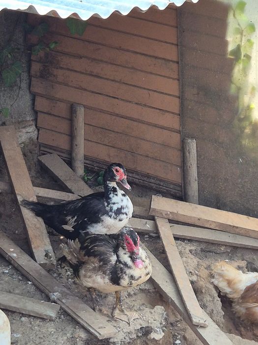 Vendo casal patos