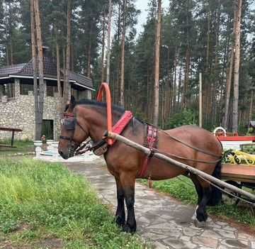 Жеребець 2017 року 170 в холці Совецький ваговоз (без докум)