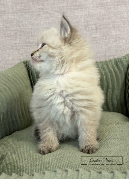 Espresso - kocurek Neva Masquerade (Lavender Dreams*PL)