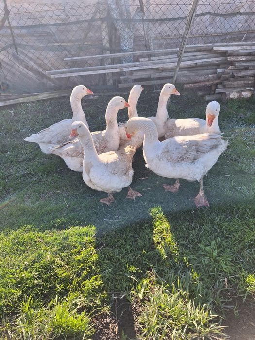 Інкубаційні яйця гусей мамуів