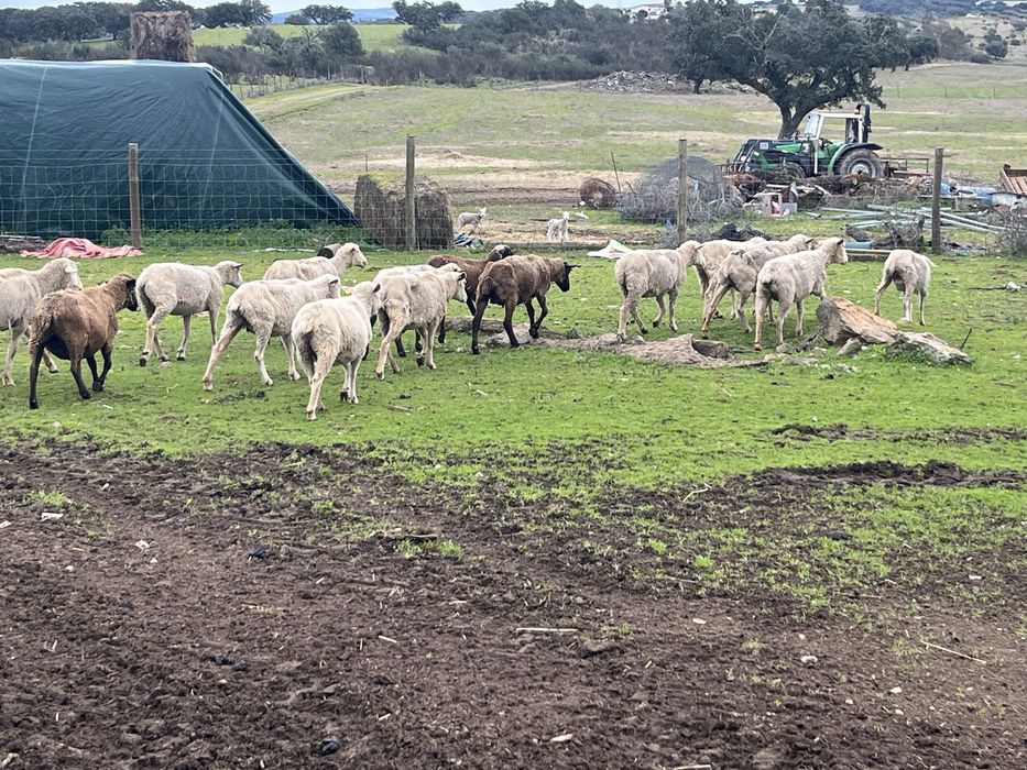 Rebanho de ovelhas para venda