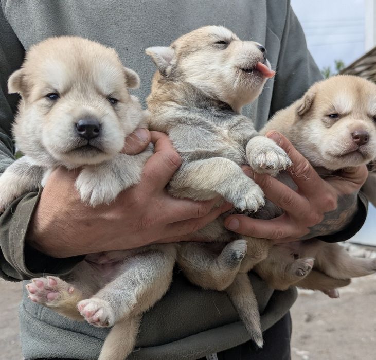 Є в наявності 1,5 міс хаскі