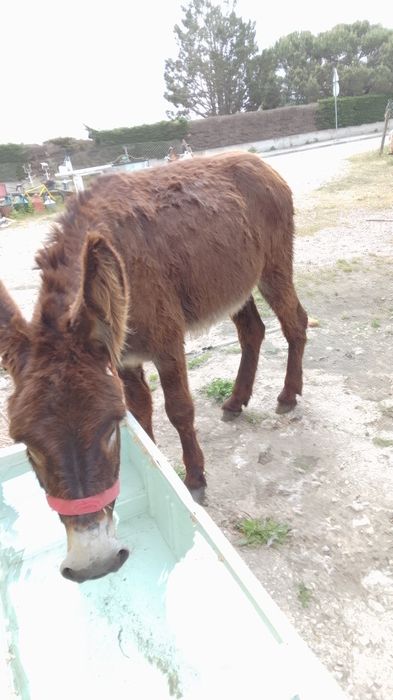Burro com 5 anos 1,50 m engatado a multado Vendo ou troco para mais formações liga