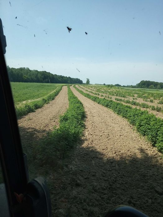 Sadzonki malin Glen, Laszka, Octavia oraz Polana, Polesie,  WYSYŁKA