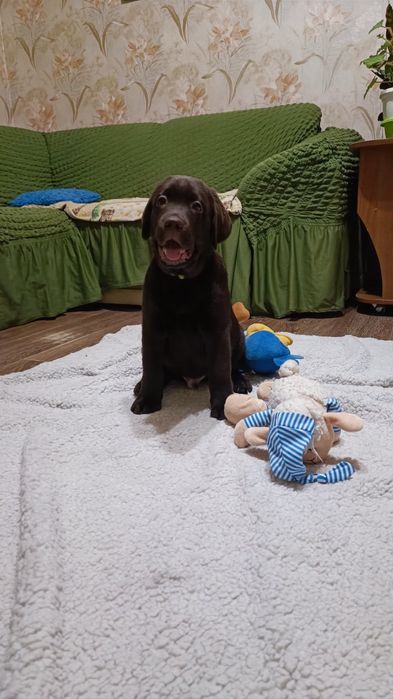Цуценята лабрадор ретрівер