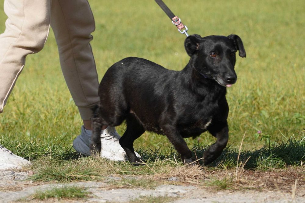 ERICO - mały pies w typie jamnika