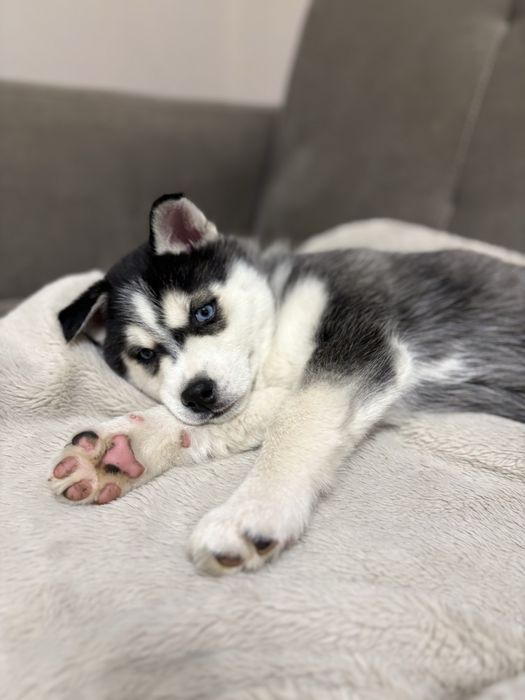 Suczka siberian husky szczeniak