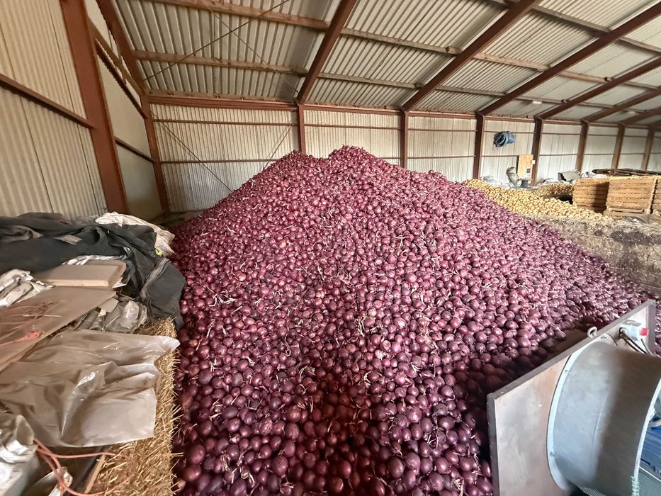 Sprzedam świeżą cebulę czerwoną w kalibrażu 5cm i więcej