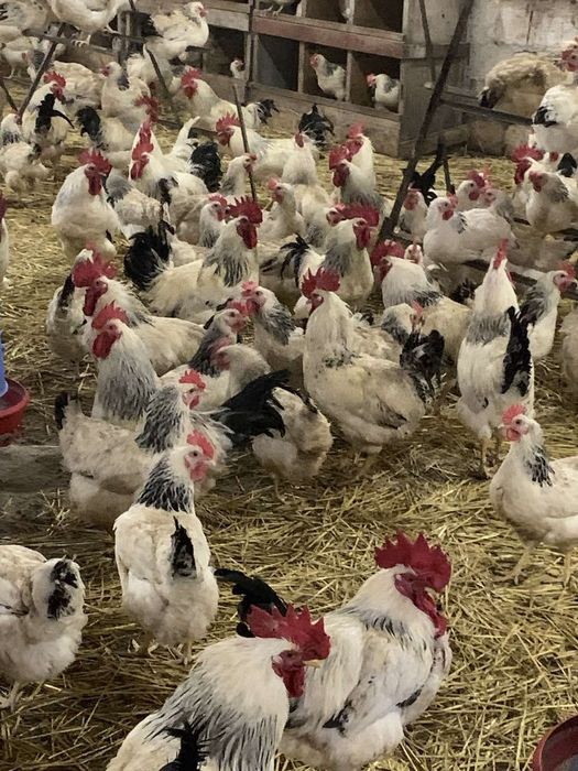 Опт та роздріб ЯЙЦЕ інкубаційне порода адлір срібний