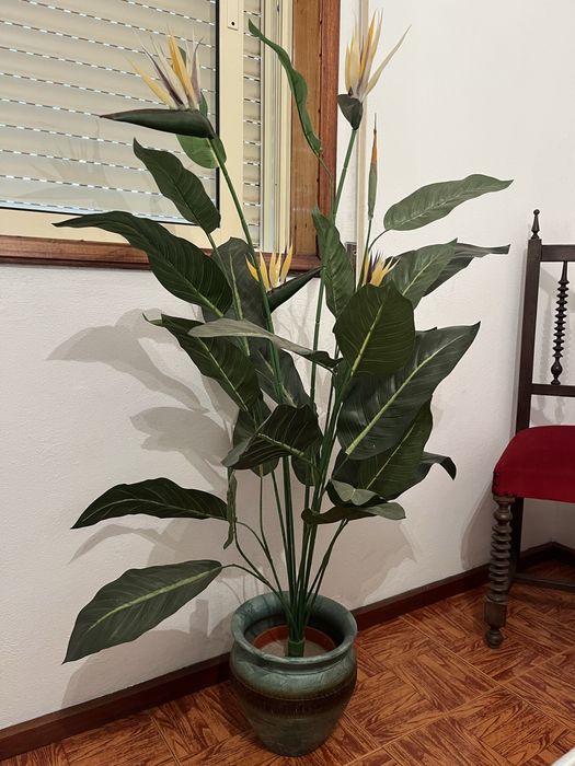 Planta mais vaso