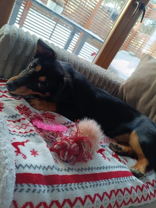 Śliczna SANTA szuka kochającego domu