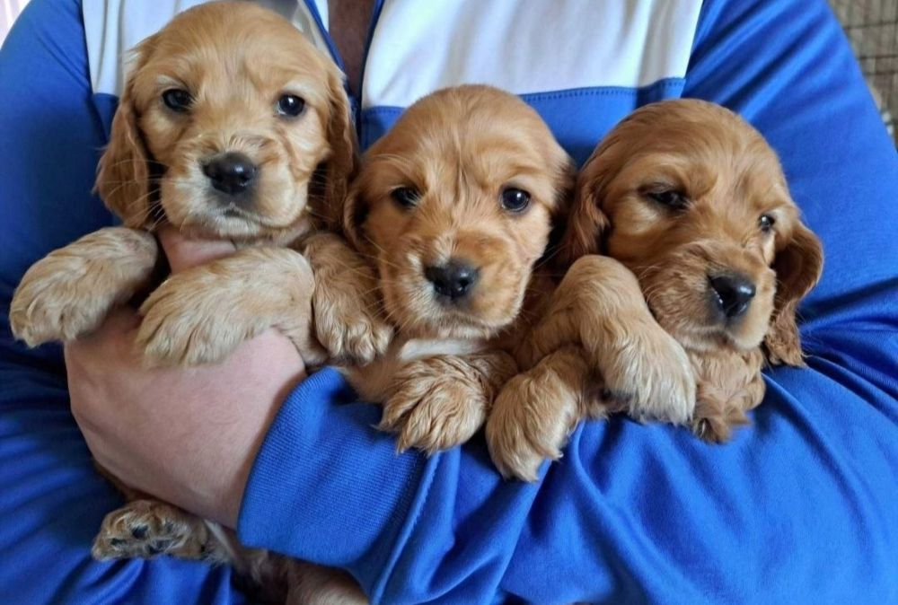 Прекрасные малыши кокер спаниель