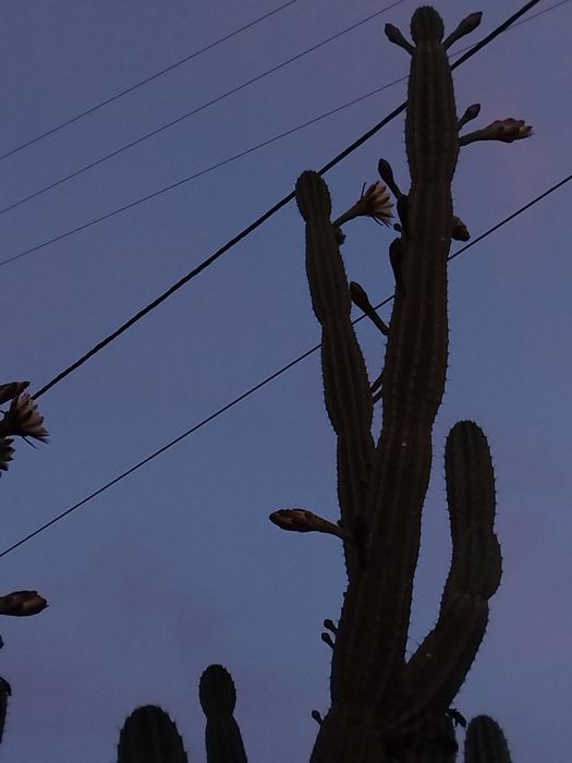 Catos gigantes San Pedro..plantas